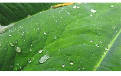 dew on monstera leaves