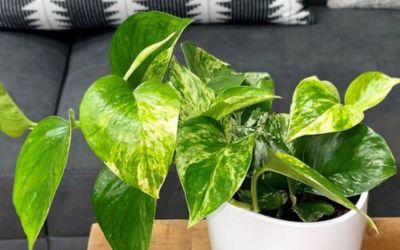 best low light indoor hanging plants Pothos plant
