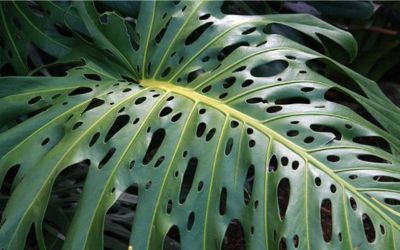 Factors That Lead to Holes in Monstera Plants