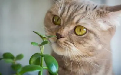 Other Plants that Are Toxic for Your Cats and Dogs