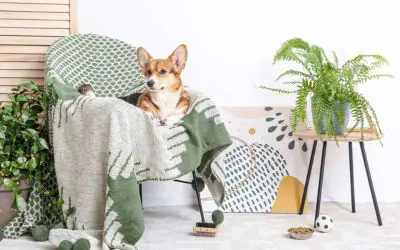 are pothos toxic to dogs