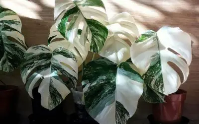 Why Are Variegated Monstera So Expensive?