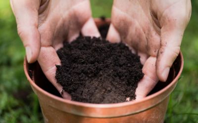 What Type of Soil Should I Use for Container Gardening