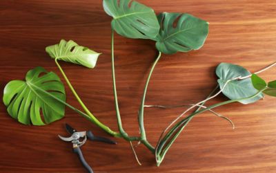 Methods To Propagate Monstera Plants Without Node