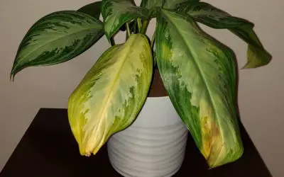 Why Is My Chinese Evergreen Turning Yellow?