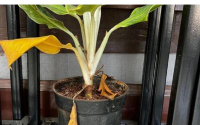 Chinese Evergreen Turning Yellow Due to Improper light conditions 