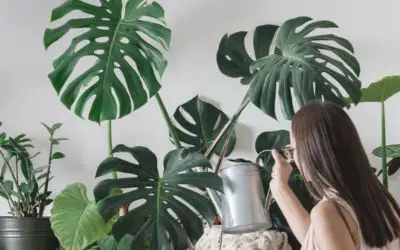 How Often To Water Monstera